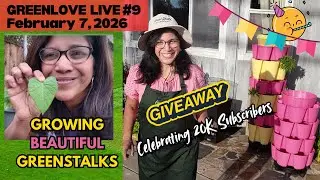 LIVESTREAM #9: Growing BEAUTIFUL GreenStalks & 20K Sub celebration and GIVEAWAY!!