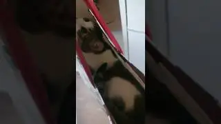 An early birthday gift 😻 lol #cat #closet #home