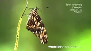 Juno Longwing Laying Eggs