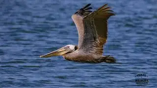 Common Birds of Southeast Texas