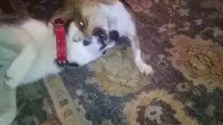 Alex mi huskie siveriano