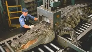Inside a Crocodile Leather Factory | How Raw Crocodile Skin Turns Into Luxury Bags