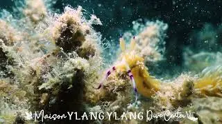 Nosy Be Macro Diving