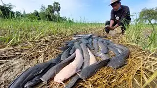 Wow Best Hand Fishing - Man catch fish & pick a lot of eggs in rice field under grass by skills hand