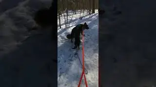 Кронос и вульфик