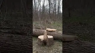 #oldforest    #старийліс