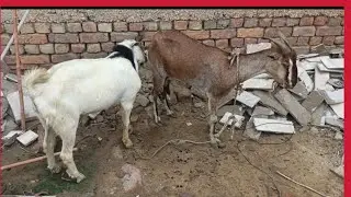 Goat Breeding Process Explained | Educational Animal Video
