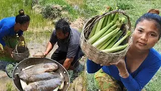 New recipe - finding baby corn with anabas testudineus for cooking & eat - Eating delicious