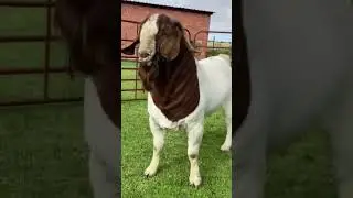 TOP QUALITY BOES BUCK MASHALLAH❤️#animals#goat#farming#farm#deonarmandi#shorts#bakra#viralshort#sub