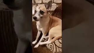 Удобно#Кнопа и Буся#cuteanimals #funnydogs #nicevideo #amusinganimals #забавныеживотные