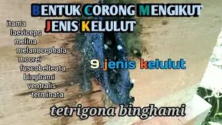 9 jenis kelulut dan reka bentuk corongnya || part 1