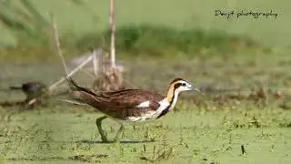 feeding of pheasant tailed jacana