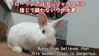 フローリングはデンジャラスだと信じて疑わないウサオ君　Bunny Usao believes that this wooden floor is dangerous.