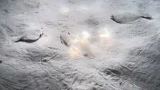 Fish hiding itself inside sand and camouflaging