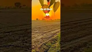 #viral #nature #ox #new #farming #safe #jungle