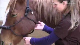 How to Take A Horse's Pulse at Facial Artery