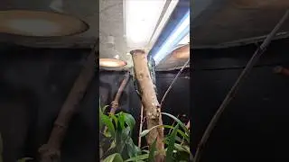 Exotic Lizard Pair