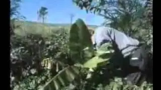 The Permaculture Concept prt 3 Learn to provide food with a permanent food forest