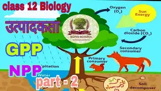 कक्षा 12 जीव विज्ञान: पारितंत्र के कार्य - उत्पादकता (GPP, NPP) | Full Concept