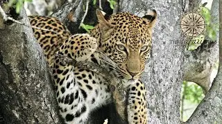 Idube Game Reserve | Greater Kruger