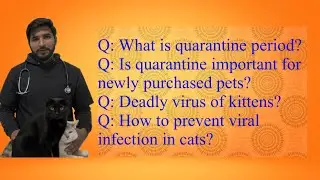 Quarantine period | Prevention of deadly viral infection in cats 