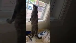 Cat Watchs Leaves Gently Parting their Branches #cute #viral #cat #shortvideo #fall #season #shorts