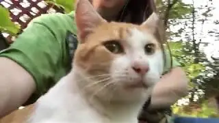 Other Buster 2 likes the new food - Cat Chat with Heidi Episode 16