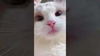Gatto che miagola carinissimo 🐈 Video divertente e dolcissimo 🐈🐈🐈 #gatto #shorts #gatti #funny