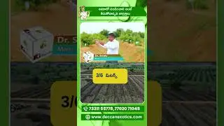 Hass Avocado Cultivation Tips for Beginners | Essential Care & Safety | Deccan Exotics #ytshorts #yt