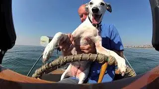 Abby's List, A Dogumentary - Abby the Whippets Bucketlist adventure