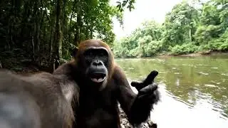 Playful but Powerful 🦍 | Real Jungle Life