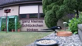 Habt Ihr sowas schon mal gesehen? Erstaunliches Verhalten von Elstern