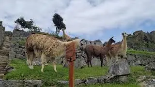 Exploring Machu Picchu, Sacred Valley, Peru