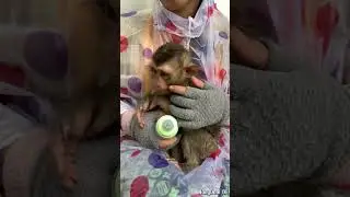 27-06-24 abandoned lovely baby monkey in wild #monkey #babylovermonkey #babyanimal #babymonkey