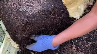 Planting a Smoke Tree