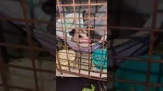 Cat crate Jake