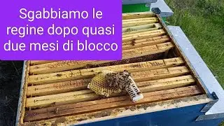 Apicoltura: fine del blocco invernale, sgabbiamo le regine dopo quasi due mesi di blocco 06/01/2026