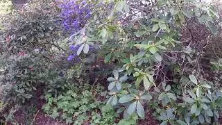 Aeolia, Kilsyth Gardens, May 2020