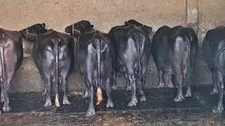 Top Murrah buffalo farm of Karnal Haryana 👉 Bahrat Dairy Farm 8168979783