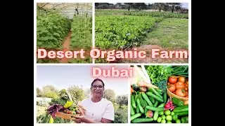 Desert Organic Farm | Dubai | One of the best organic farm in Dubai | Wide variety of Vegetables |