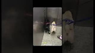 #pug #mypug #dog #travel #explore