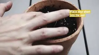 MyceliumSpores: Supercharging Plant Growth, 6 Types of Mycorrhiza - Trusted by Horticulturalists!