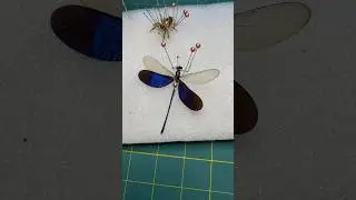Damselfly #taxidermist #entomology #insects #insectcollection #foryou