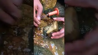 Is it gold Particles? Cracking Muddy GOLD color Rock
