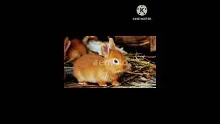 Cute animal captions, Animal lovers , viral short