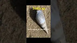Bullia SP #pure_science #marine #explore #facts #video #video #viralvideo