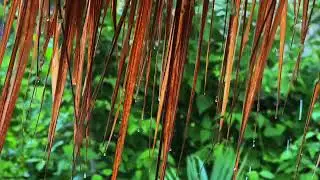Calming Rainfall Ambience for Study, Relaxing & Sleep | Nature White Noise |