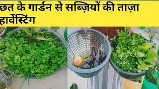 छत के गार्डन से सब्ज़ियों की ताज़ा हार्वेस्टिंग🍓Terrace Garden Harvesting Video @terracegardening
