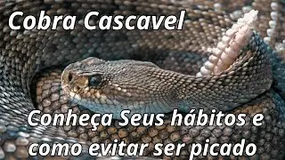 Cobra cascavel: conhe&ccedil;a seus h&aacute;bitos, habitat, presas e como evitar ser picado