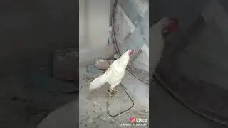 White murgha